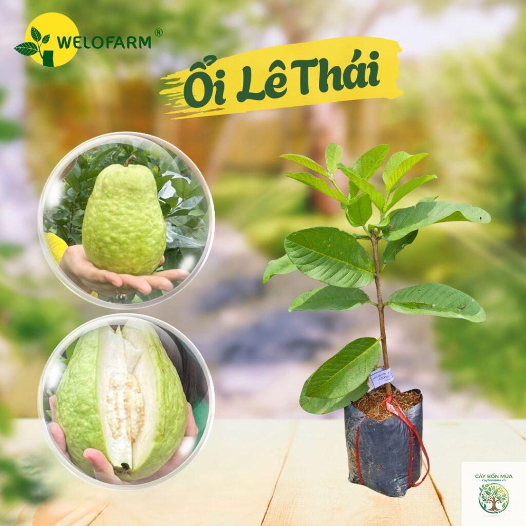 cây ổi lê Thái Lan