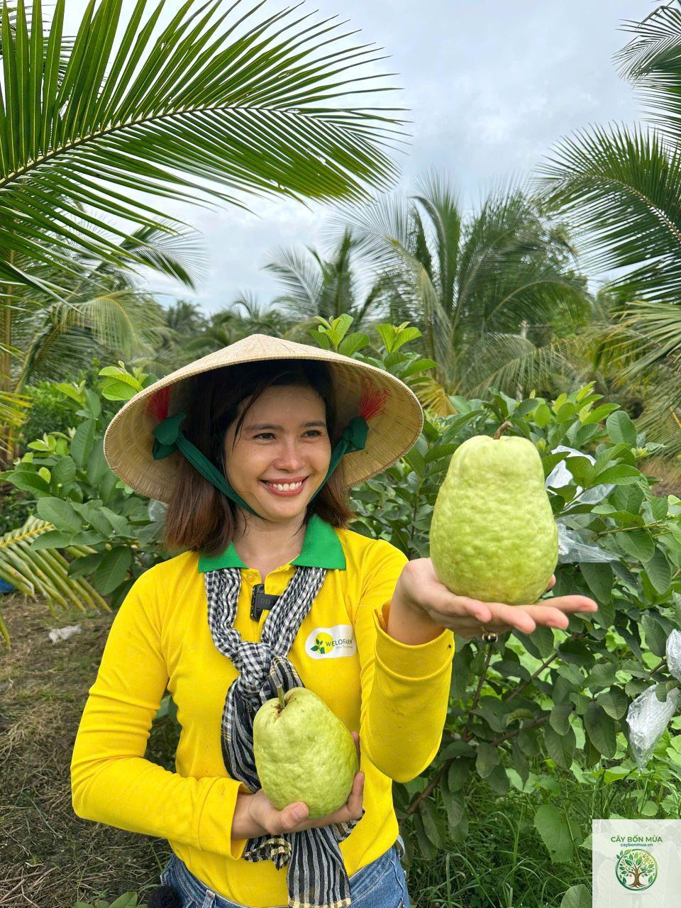 cây ổi lê Thái Lan - Image 2