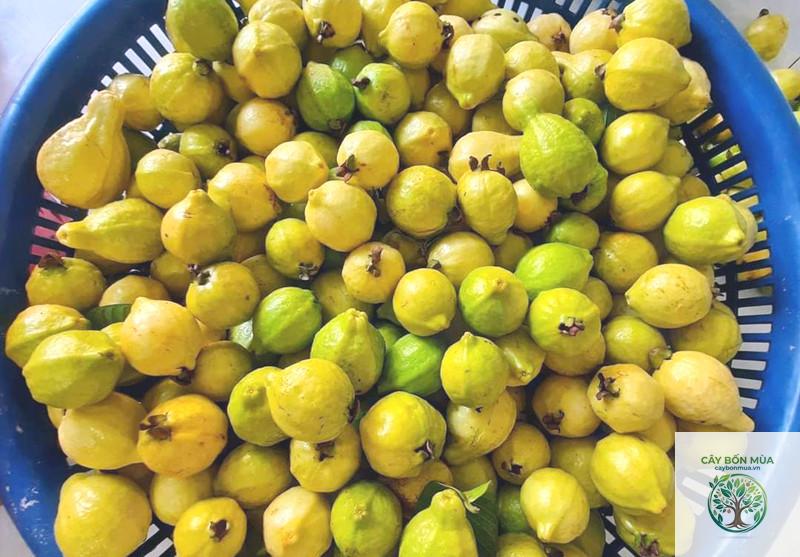 cây ổi mỡ