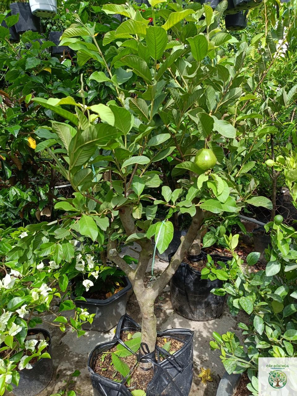 cây ổi nữ hoàng - Image 5