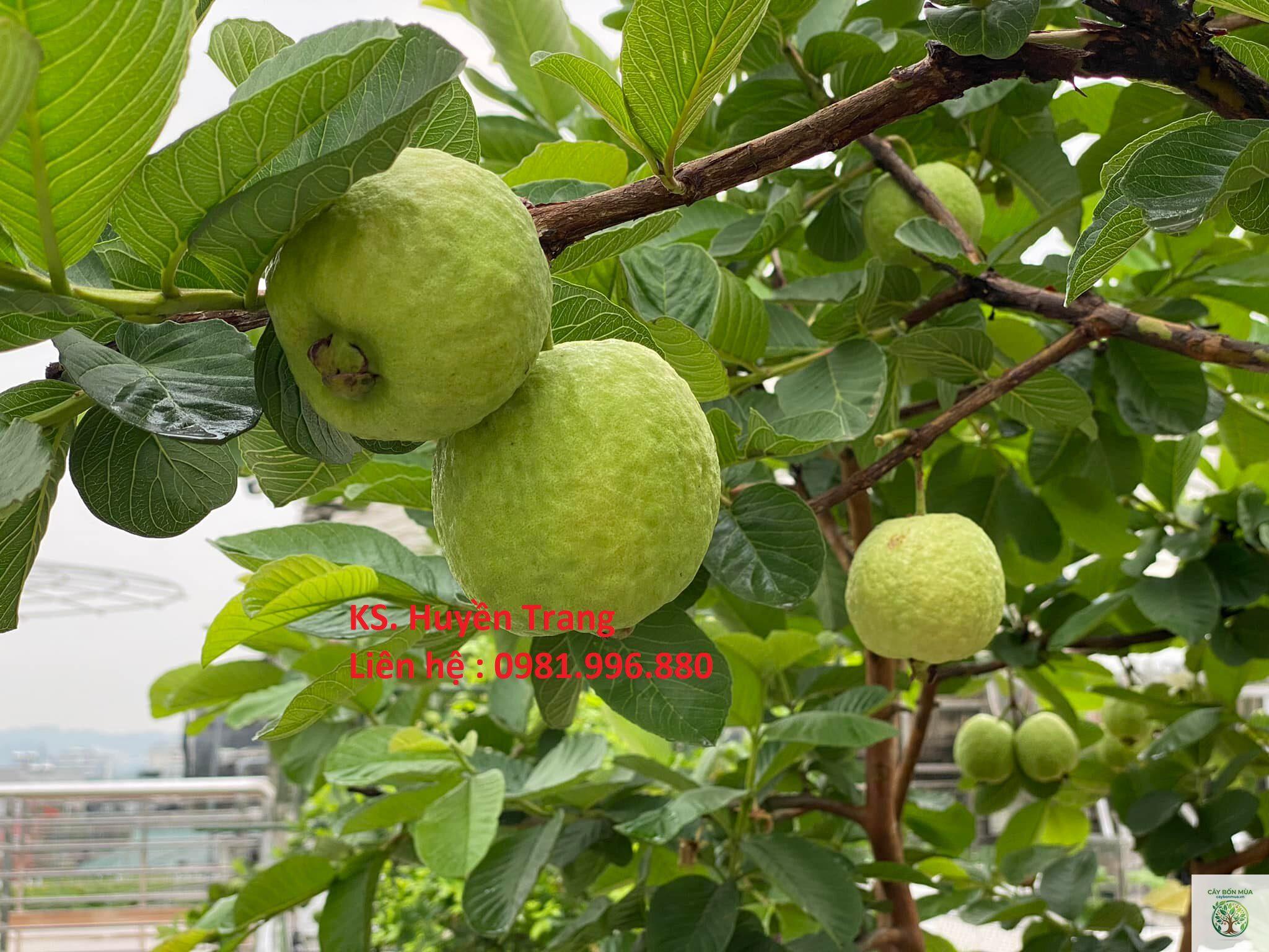cây ổi ruột đỏ - Image 4