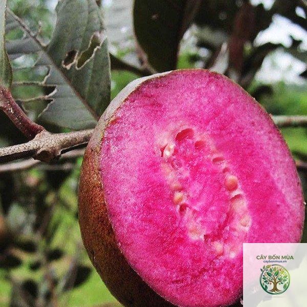 cây ổi ruột tím