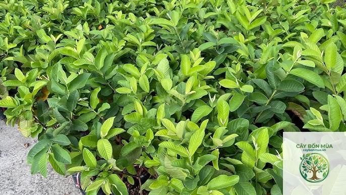 cây ổi ruột trắng - Image 5