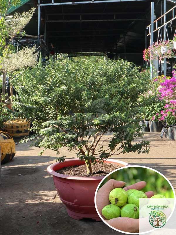 cây ổi sẻ - Image 2