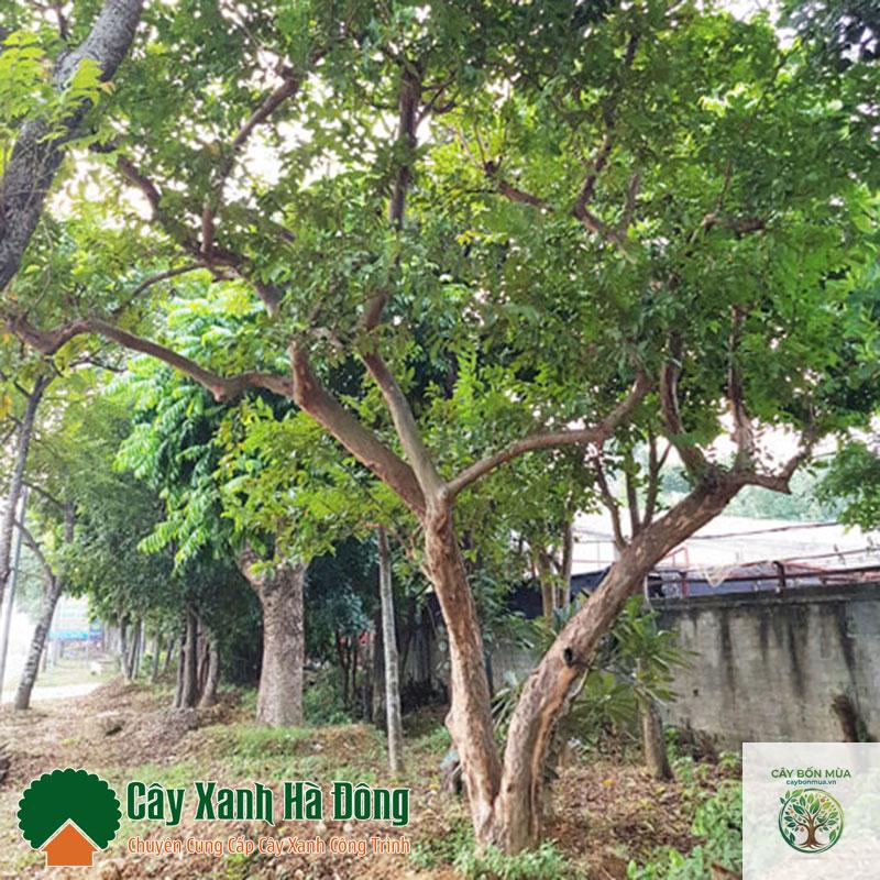 cây ổi ta - Image 4