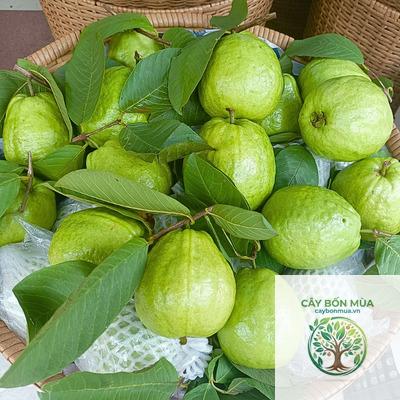 cây ổi trắng - Image 2