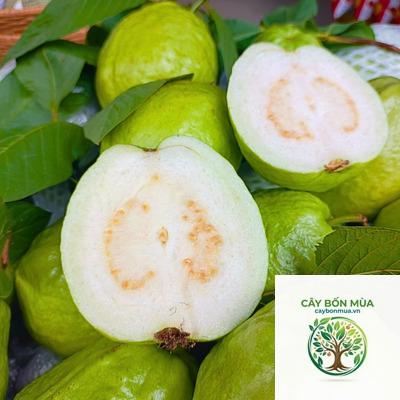 cây ổi trắng - Image 4