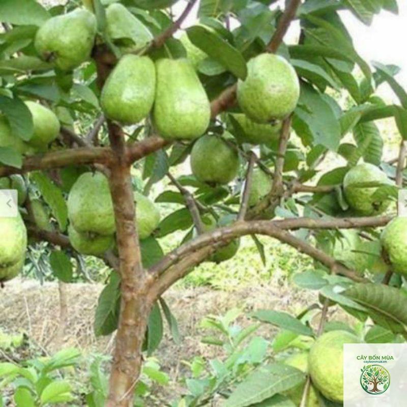cây ổi trắng - Image 5