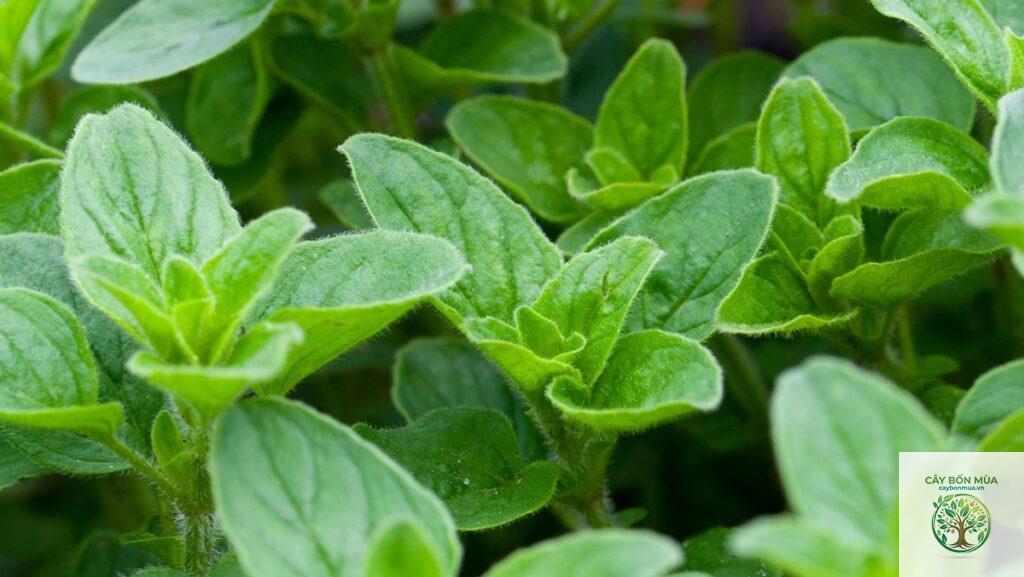 cây oregano