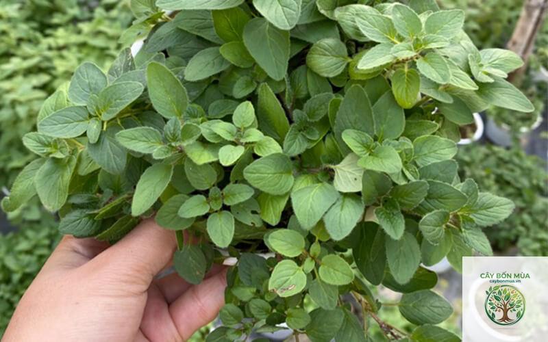 cây oregano - Image 3