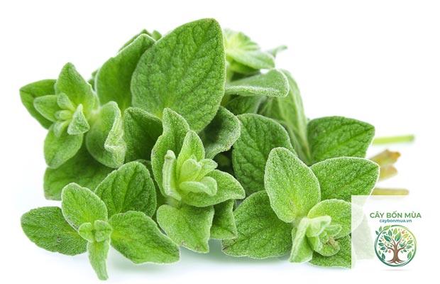 cây oregano - Image 4
