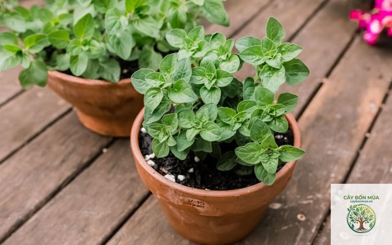 cây oregano - Image 5