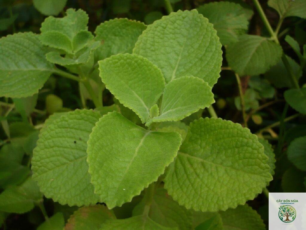 cây oregano Cuba