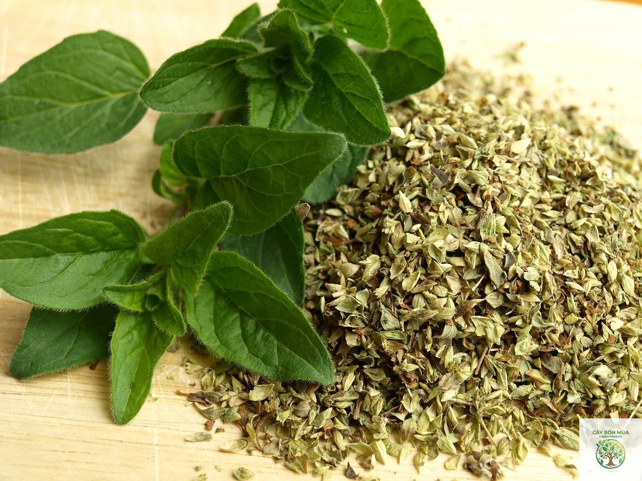 cây oregano Cuba - Image 3