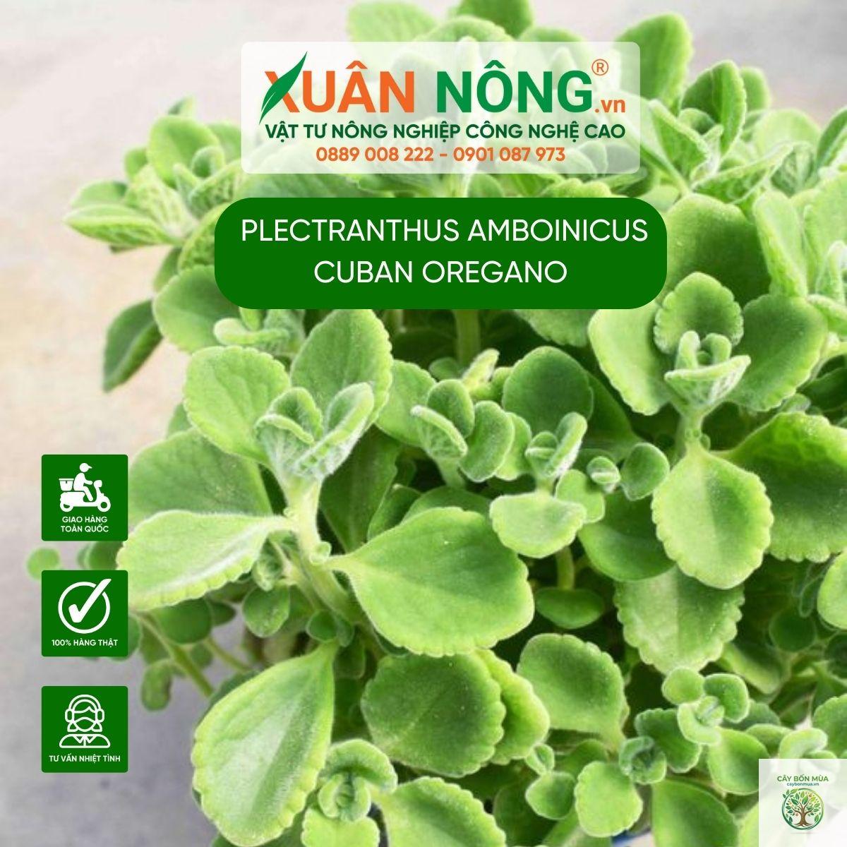 cây oregano Cuba - Image 4
