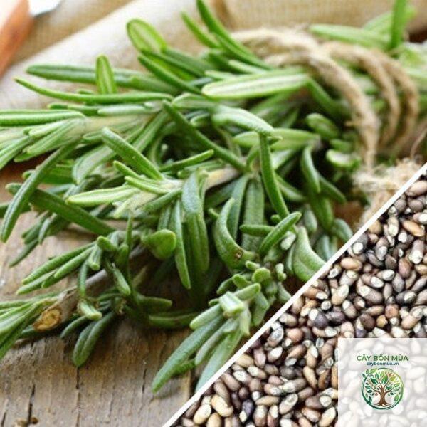 cây oregano Hy Lạp - Image 5