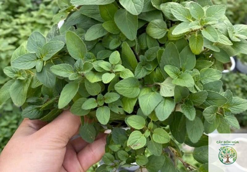 cây oregano Mexico - Image 2