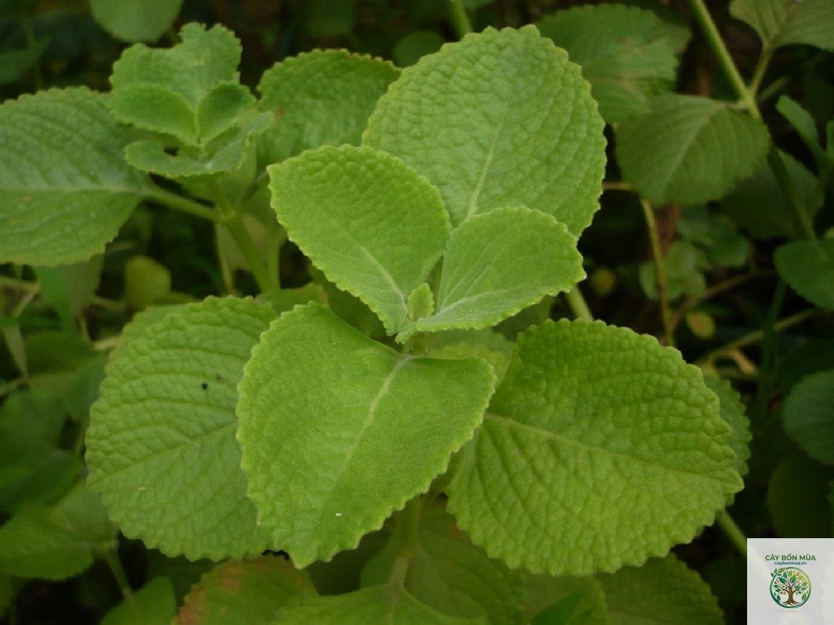 cây oregano Mexico - Image 3