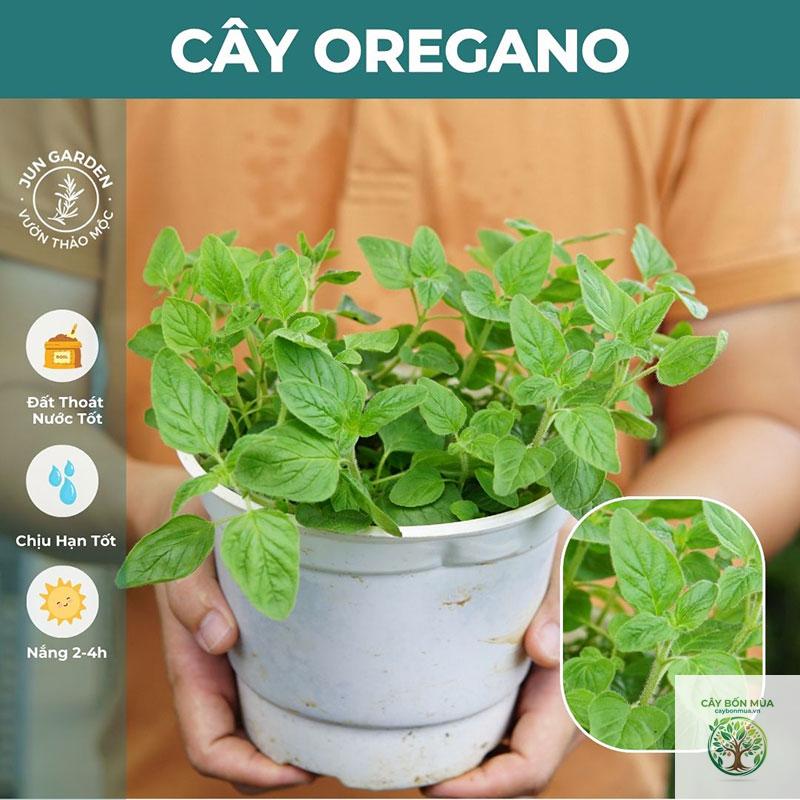 cây oregano Mexico - Image 4