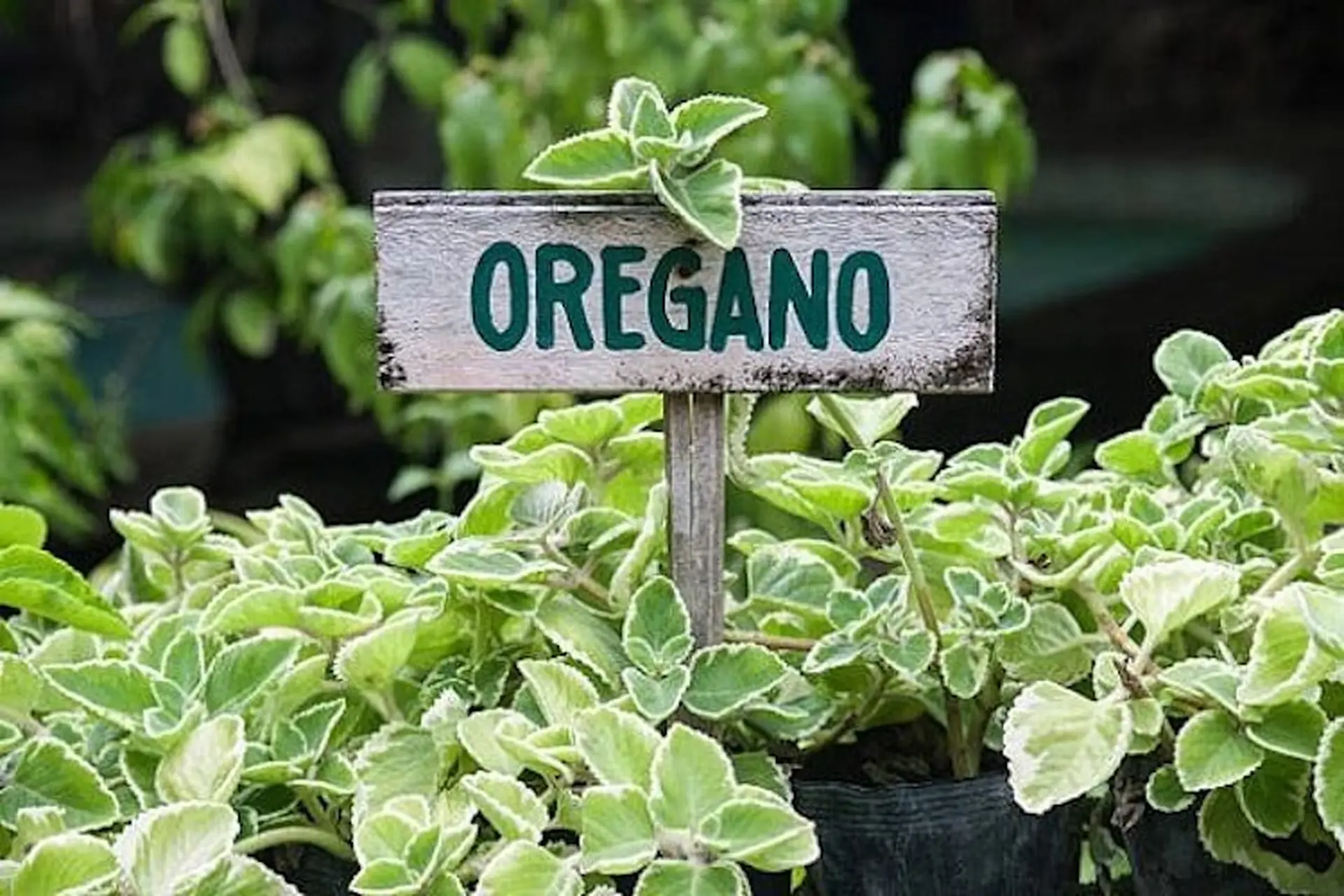 cây oregano Mexico - Image 1