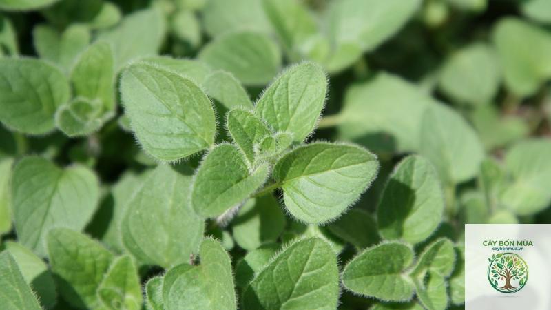 cây oregano Thổ Nhĩ Kỳ - Image 3