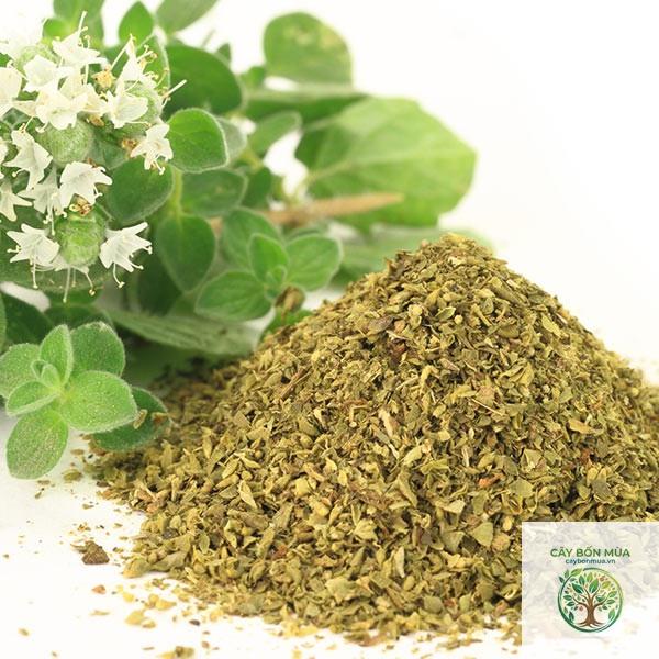 cây oregano Thổ Nhĩ Kỳ - Image 4