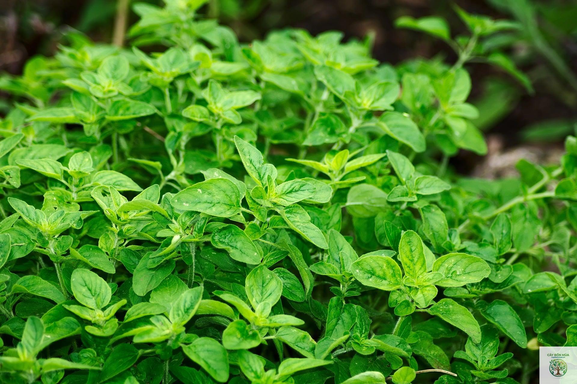 cây oregano Thổ Nhĩ Kỳ - Image 5