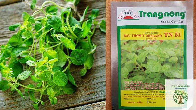 cây oregano Ý - Image 2