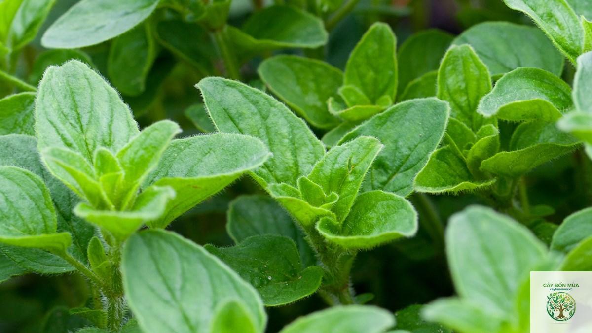 cây oregano - Image 1