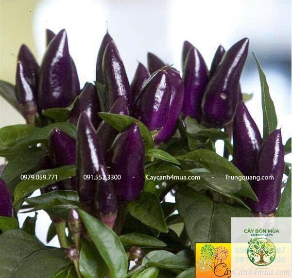 cây ớt 7 Pot - Image 2