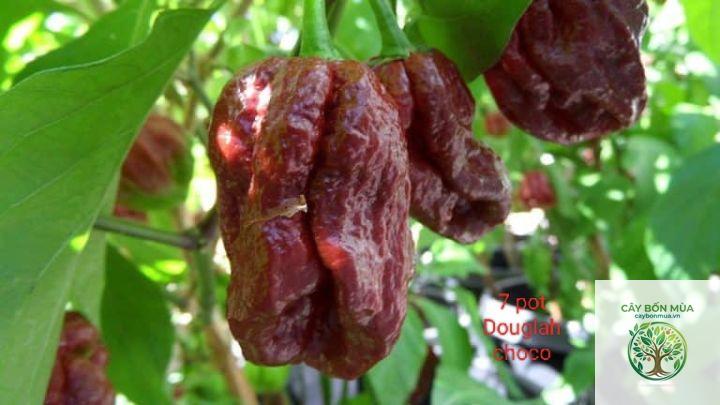 cây ớt 7 Pot - Image 3