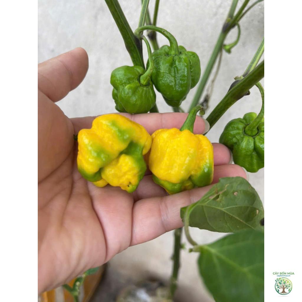cây ớt 7 Pot - Image 4