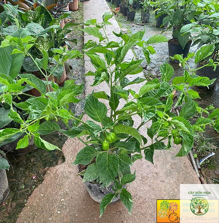 cây ớt 7 Pot - Image 1