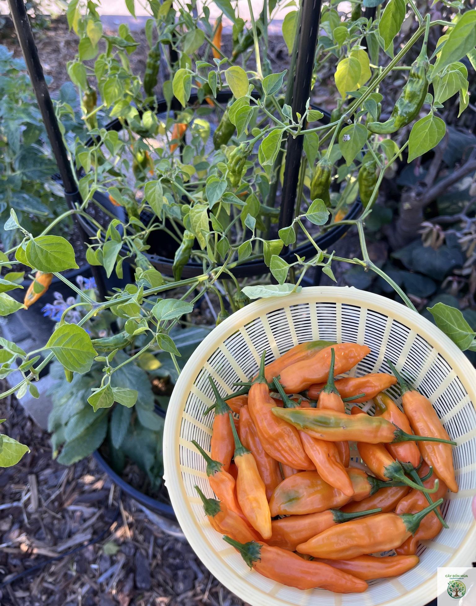 cây ớt Aji Amarillo - Image 2