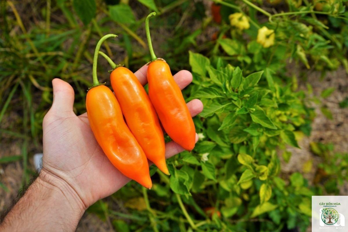 cây ớt Aji Amarillo - Image 3
