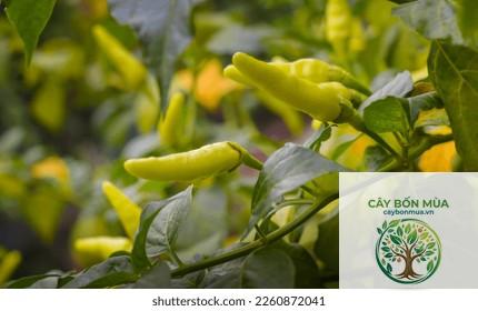 cây ớt Aji Amarillo - Image 4