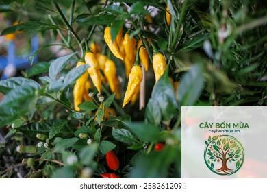 cây ớt Aji Amarillo