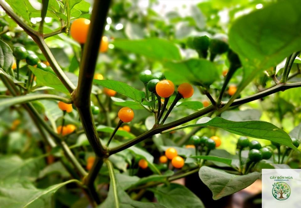 cây ớt Aji Charapita