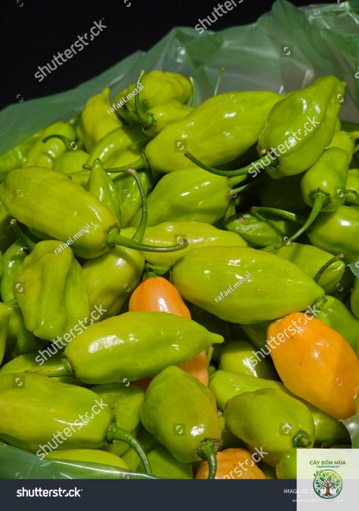 cây ớt Aji Dulce