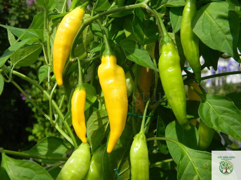 cây ớt Aji Lemon Drop