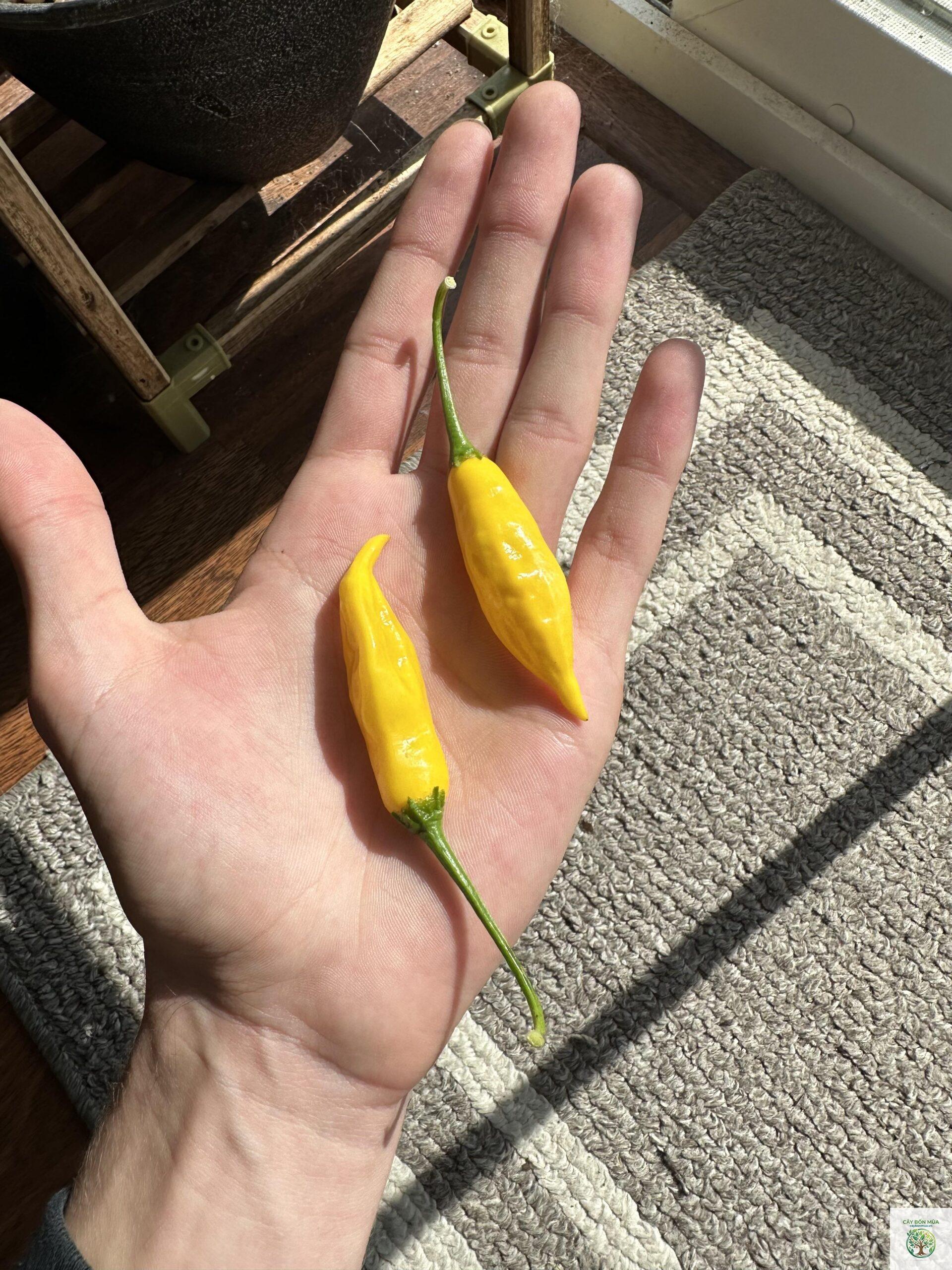 cây ớt Aji Lemon Drop - Image 2
