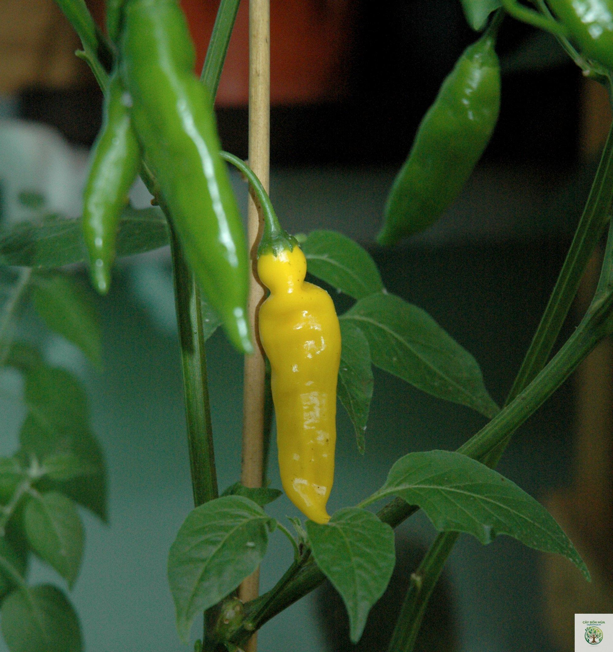 cây ớt Aji Lemon Drop - Image 3
