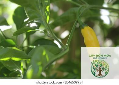 cây ớt Aji Lemon Drop - Image 4