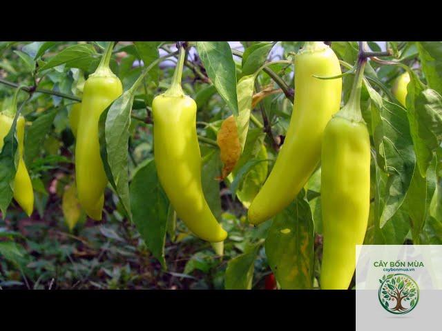 cây ớt Banana - Image 2