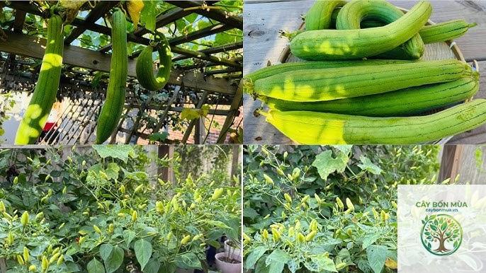 cây ớt Banana - Image 3