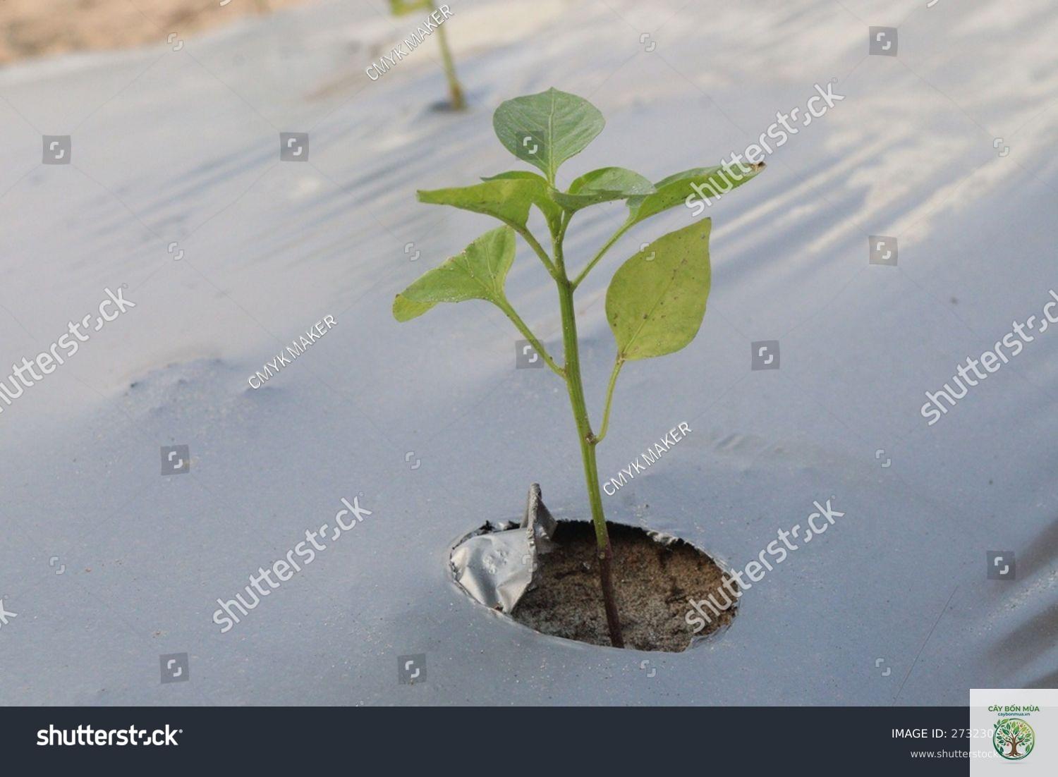 cây ớt Banana - Image 4