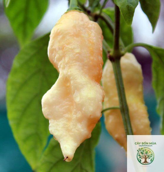 cây ớt Bhut Jolokia - Image 2
