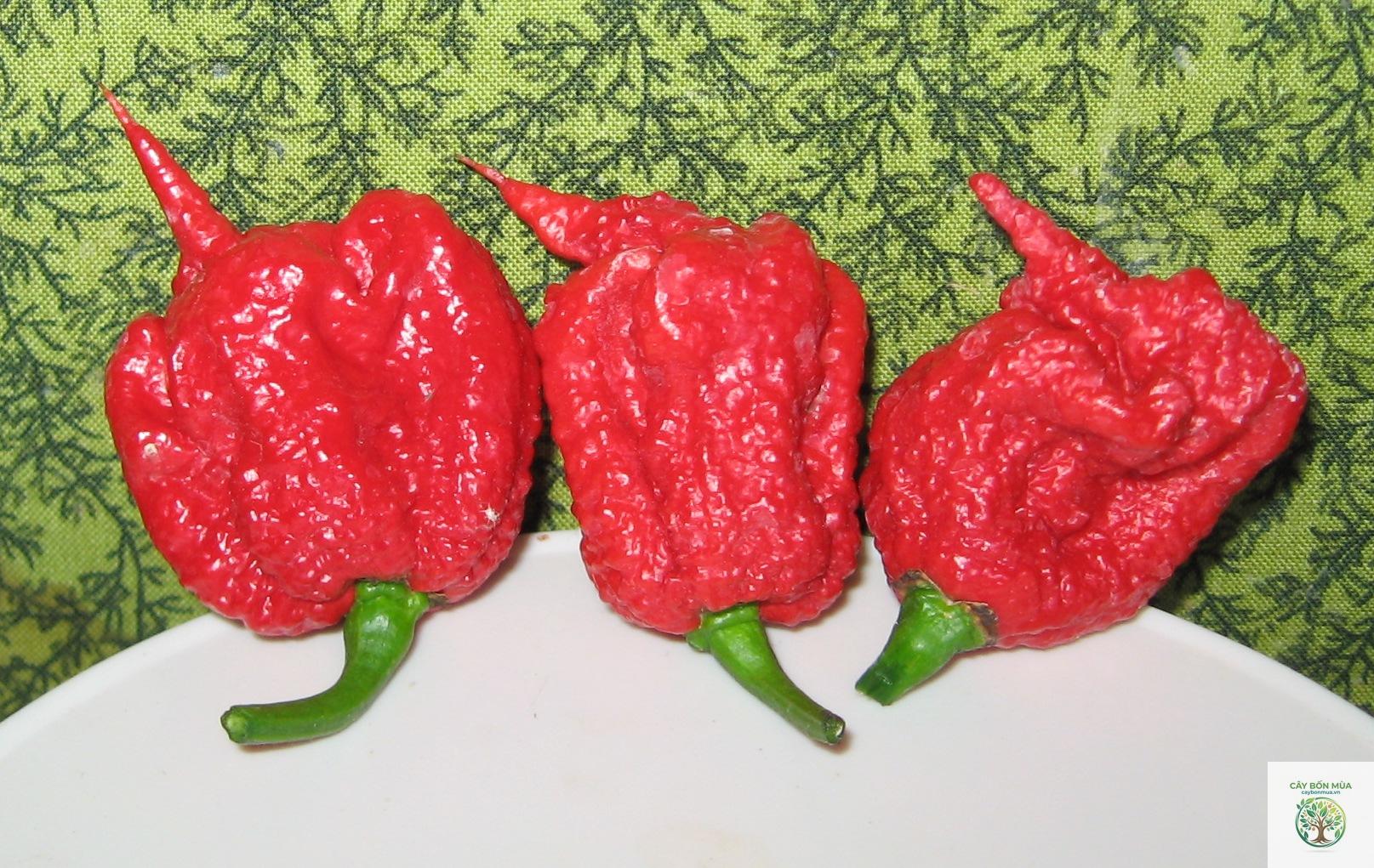 cây ớt Carolina Reaper - Image 3