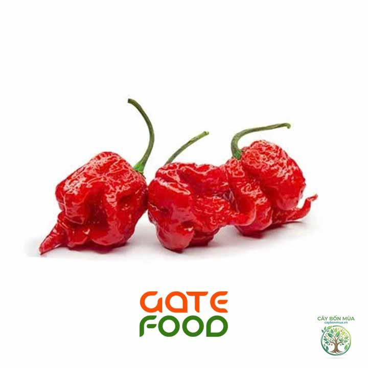 cây ớt Carolina Reaper - Image 4