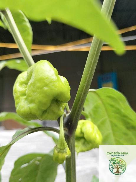 cây ớt Carolina Reaper - Image 5